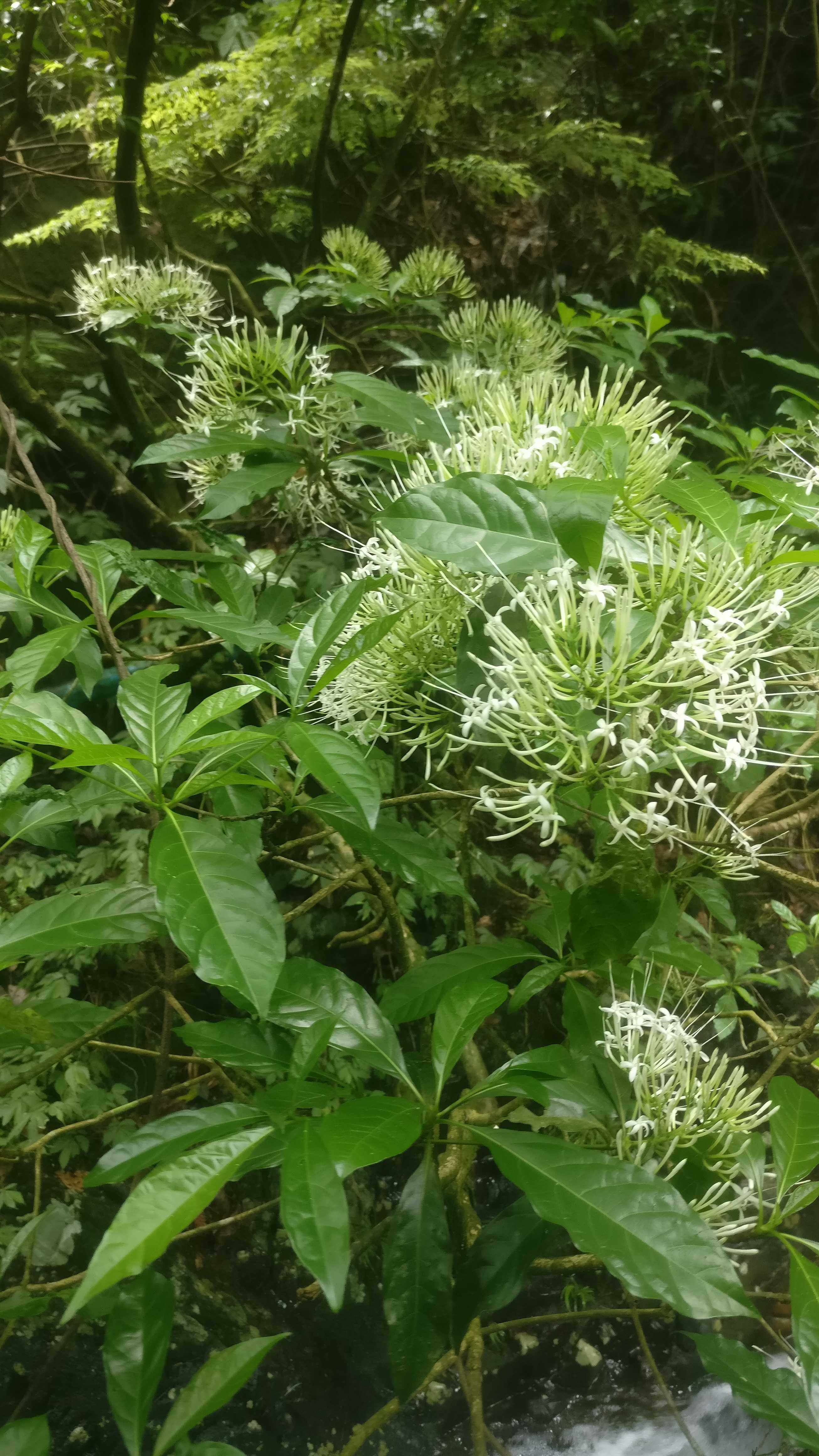 茜草科香港大沙叶观赏药用盆栽花卉药材种苗种子绿化苗木园林植物