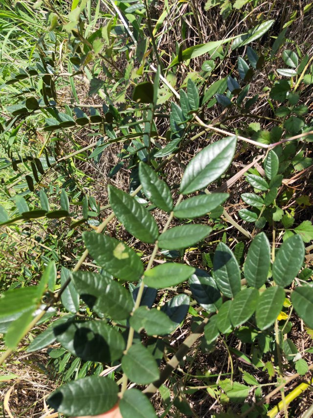 山豆根越南槐苦参中草药材种苗种子观赏药用盆栽花卉灌木加工设备