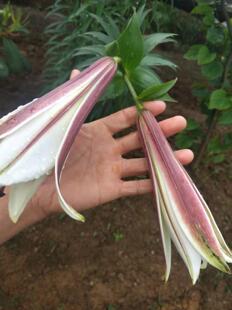 紫脊百合中草药材种苗种球观赏药用花卉盆栽。阳台庭院。