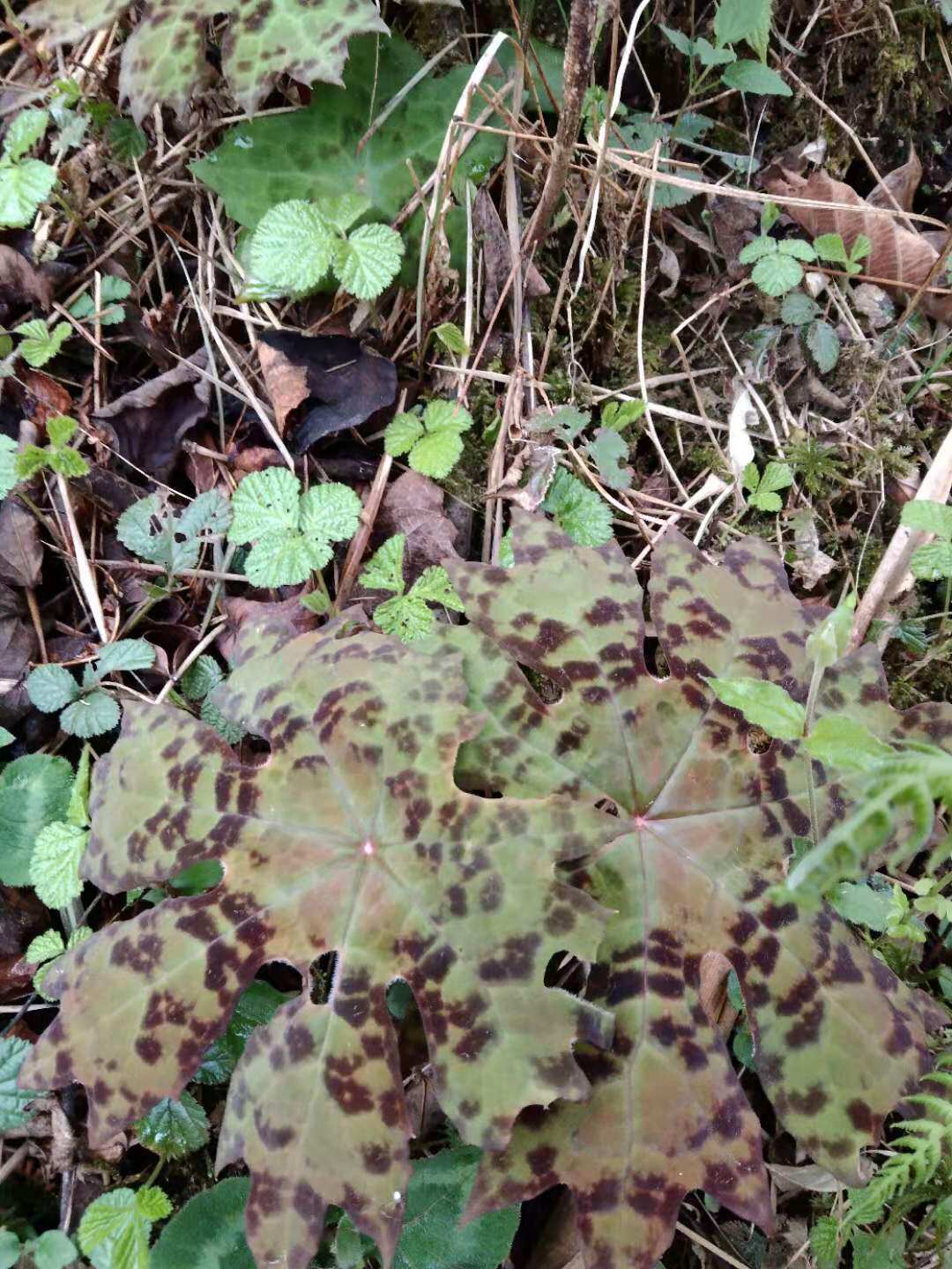 川八角莲 野生中草药材种苗种子园林绿化苗木观赏药用盆栽花卉