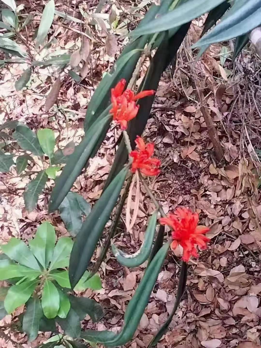 细叶红花苦苣苔宽叶野生中草药材种苗种子园林绿化苗木观赏爬藤