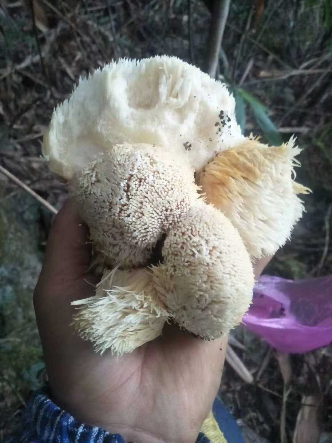 野生猴头菇珊瑚状猴头菌药用菌类植物食材东北内蒙大兴安岭山货