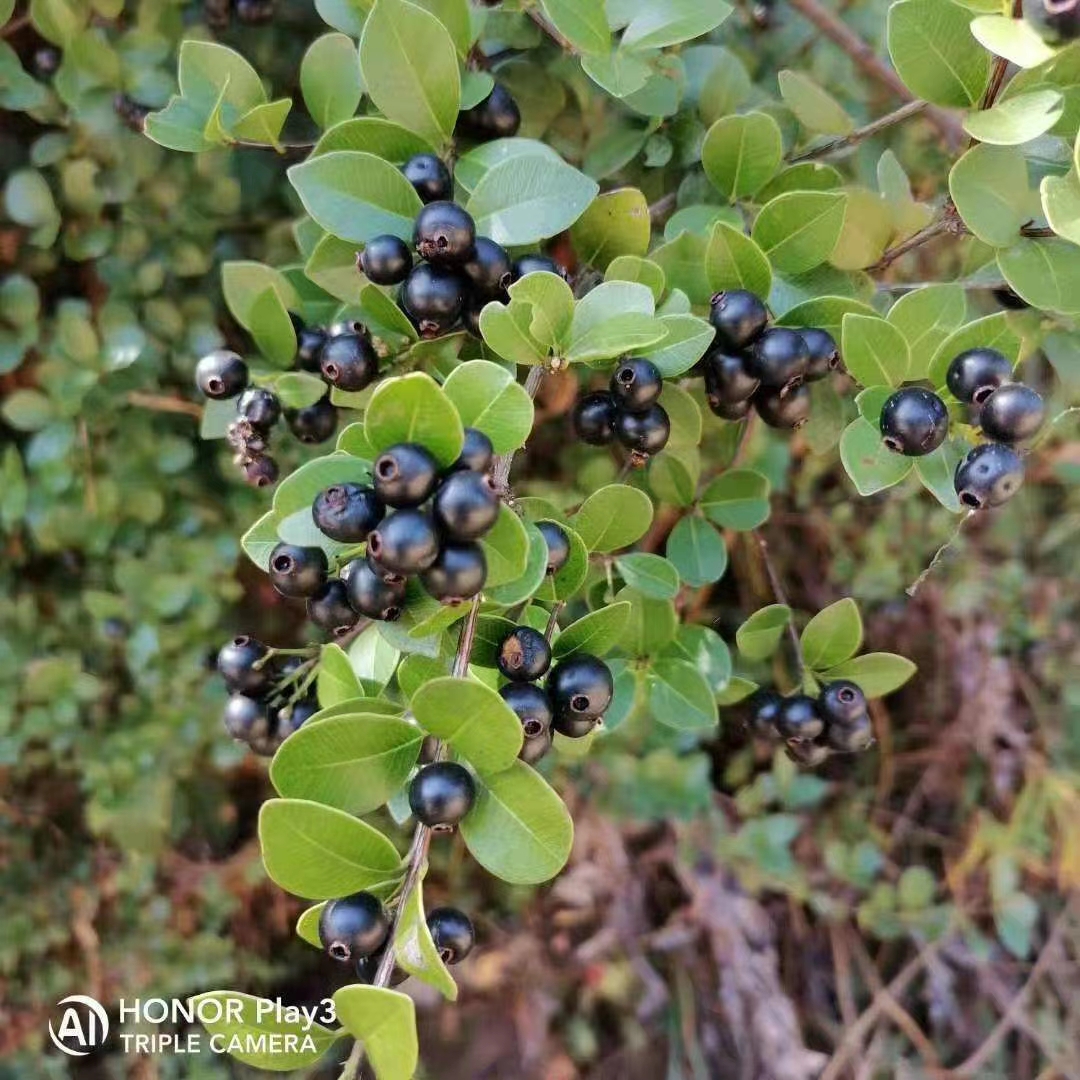 轮叶蒲桃黑果果观果灌木农产品加工设备