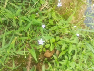 蓝花参，细叶沙参，根药用。农产品加工设备中草药材