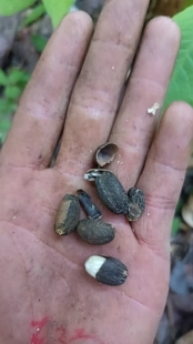 工业油料麻风树痳疯树农产品加工设备