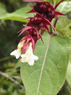 鬼吹箫红球姜农产品加工设备中草药材