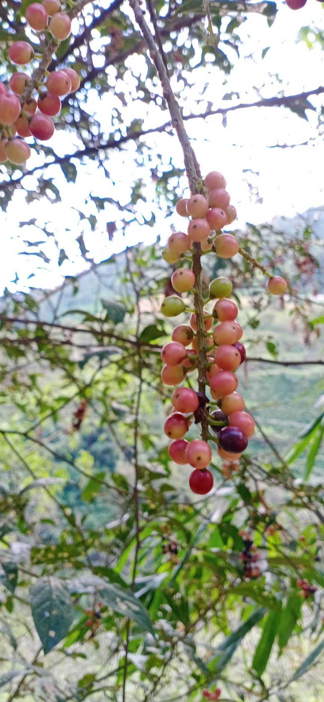 五月茶五味子属植物野生水果中草药材种苗观赏药用乔木种子苗木