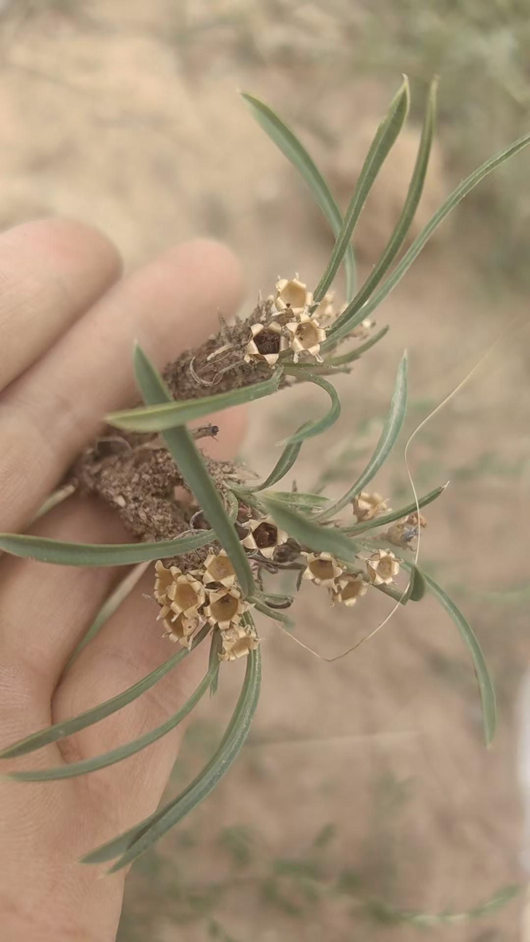 中草药材农产品加工设备草本盆栽花卉庭院园林观赏药用长叶点地梅