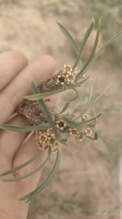 中草药材农产品加工设备草本盆栽花卉庭院园林观赏药用长叶点地梅