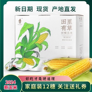【现货现发】田里有草甜糯香糯黑玉米棒真空袋装家庭装12支新鲜