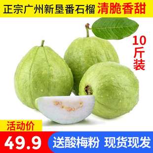 广州南沙新垦现摘番石榴芭乐现季 10斤 水果新鲜高品质清脆香甜 包邮