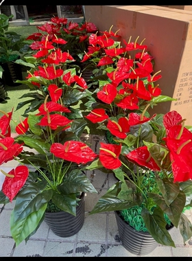 仿真花5花大红掌绿植盆栽