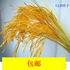 simulation Rice Paddy Ear of Wheat Millet Plastic Rice Rice indoor a decoration decorate Silk flower Model Paddy