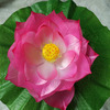 Best Sellers 61 Children's Day dance Lotus Hand prop Lotus Children's Gymnastic flowers/Headdress/Clothes accessories