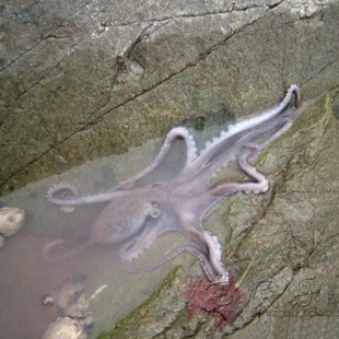 舌尖中国 纯野生望潮 非小墨鱼章鱼三门小海鲜鲜活