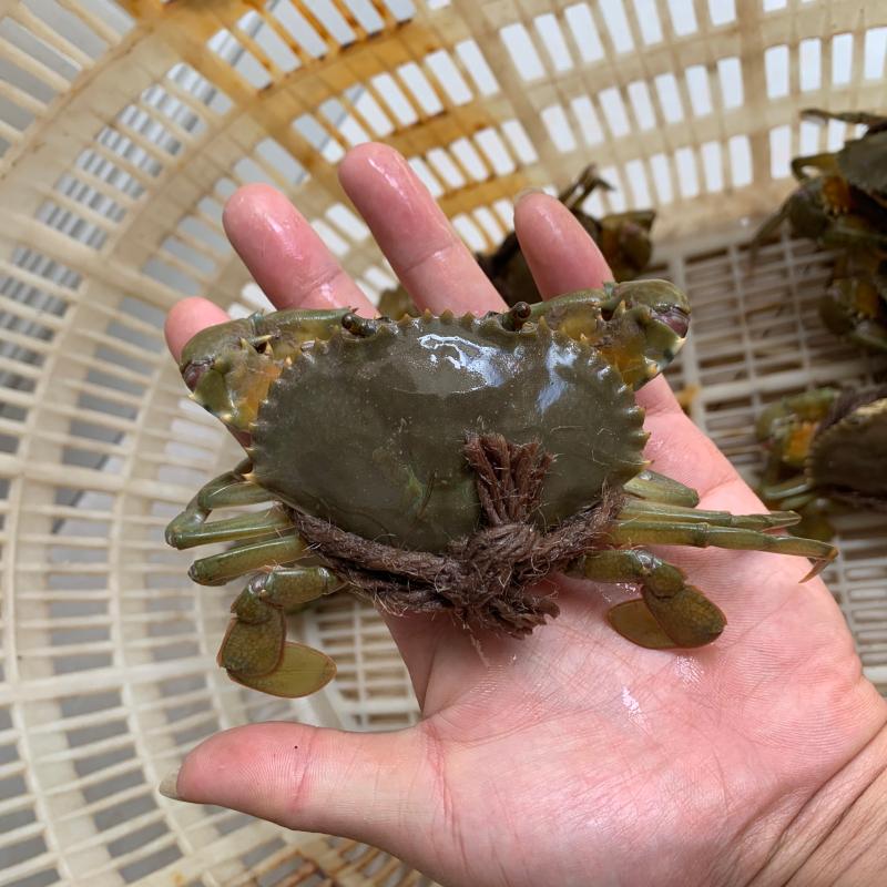 野生小青蟹 鲜活 水产 三门青青蟹