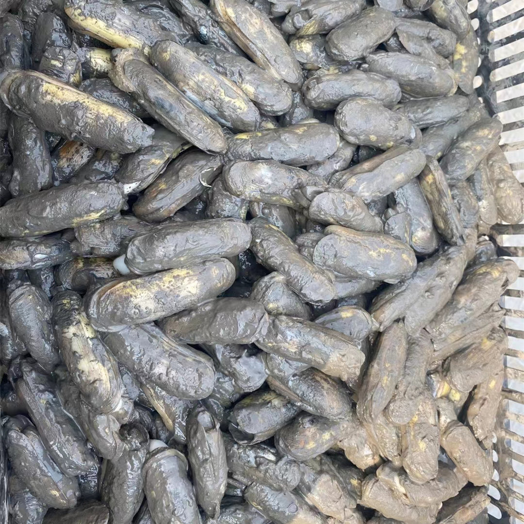 新鲜包邮鲜活蛏子 海蛏子竹蛏子竹节蛏 海兔贝壳 水产海鲜类2斤装,水产肉类/新鲜蔬果/熟食,蛏子,淘宝优惠券,粉丝福利购,淘宝优惠卷