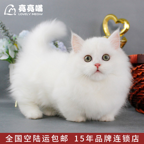 纯种小步舞曲矮脚猫短腿猫咪