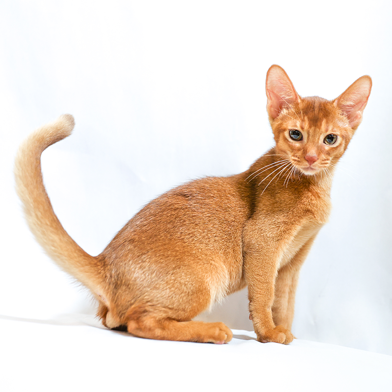 猫舍纯正血统阿比西尼亚猫咪活体埃及法老猫原始色宠物猫活物短毛