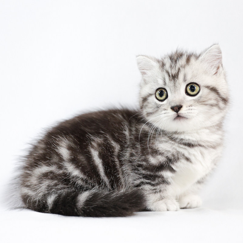 美短虎斑曼基康矮脚猫短腿猫宠物猫小猫咪活物幼猫活体美国短毛猫