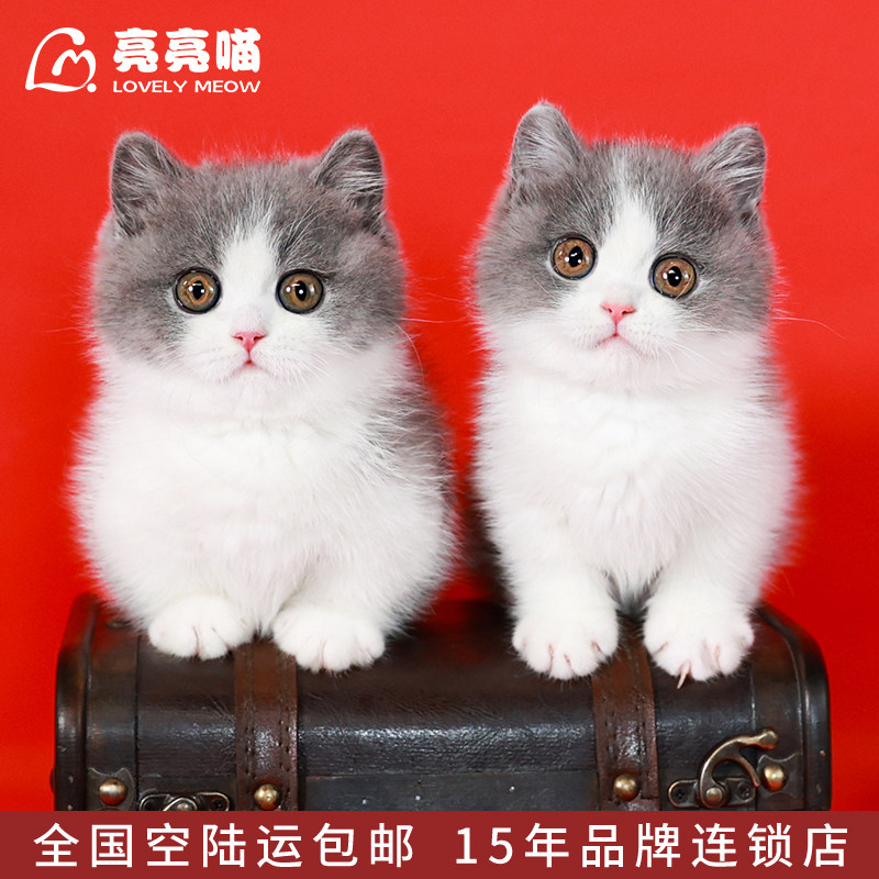 纯种矮脚蓝白曼基康猫英国短毛猫深圳注册猫舍血统宠物猫活体幼猫