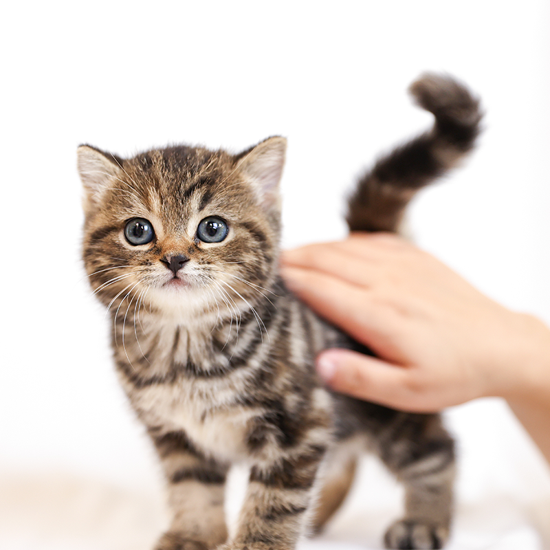 美短虎斑曼基康矮脚猫短腿猫宠物猫小猫咪活物幼猫活体美国短毛猫