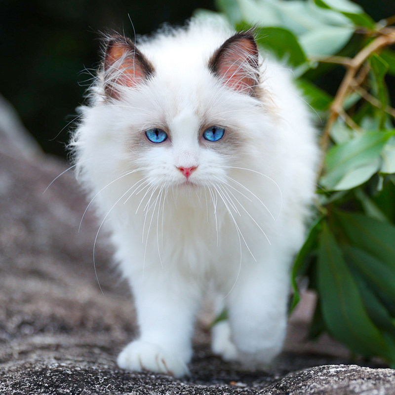 蓝眼长毛仙女布偶猫幼猫活体宠物猫猫咪活物猫舍活体血统海双幼崽