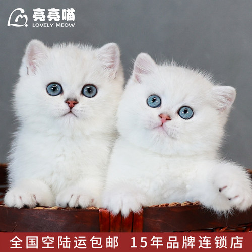 银渐层幼猫白色宠物猫咪纯种英国短毛猫小猫活体幼崽活物深圳猫舍 - 封面