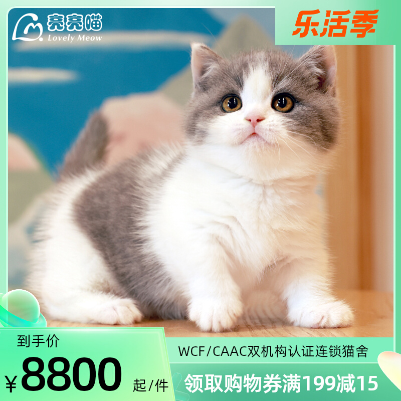 纯正曼基康矮脚猫短腿猫英短蓝白猫短毛小猫幼猫活体宠物猫咪活物
