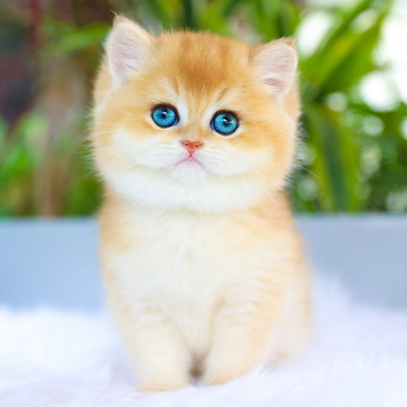 英短金渐层小猫咪幼猫幼崽宠物猫猫咪活物猫舍活体血统英国短毛猫