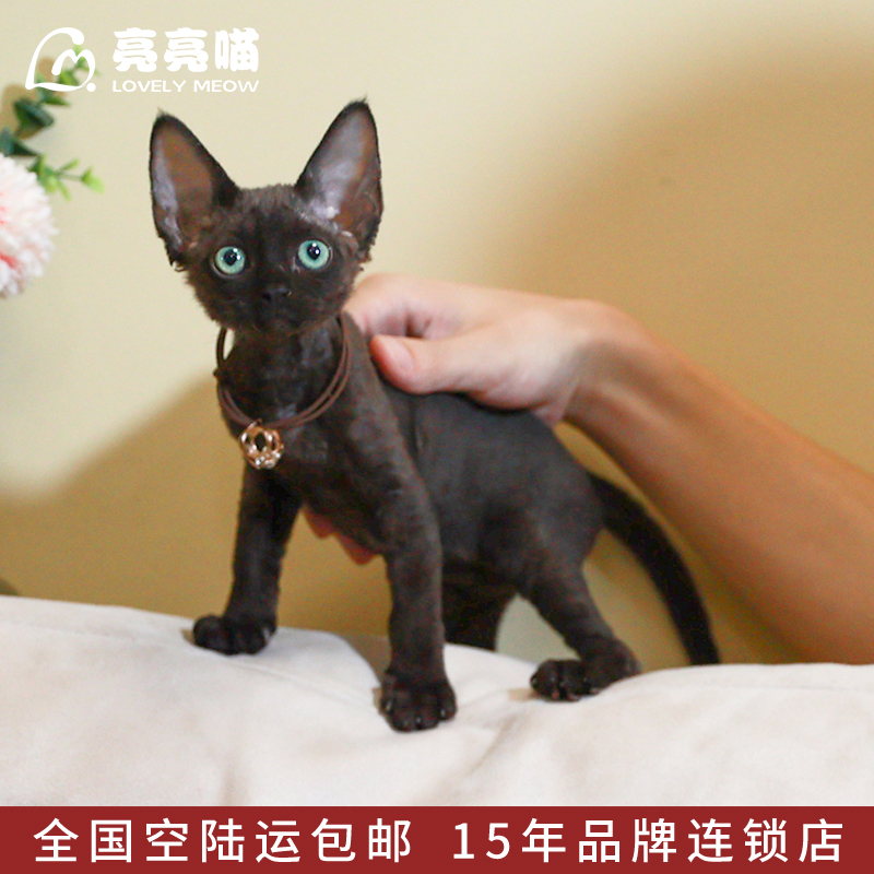 猫舍纯种黑色德文卷毛猫活体猫咪赛级血统宠物猫活物幼猫幼崽小猫 宠物/宠物食品及用品 猫咪 原图主图