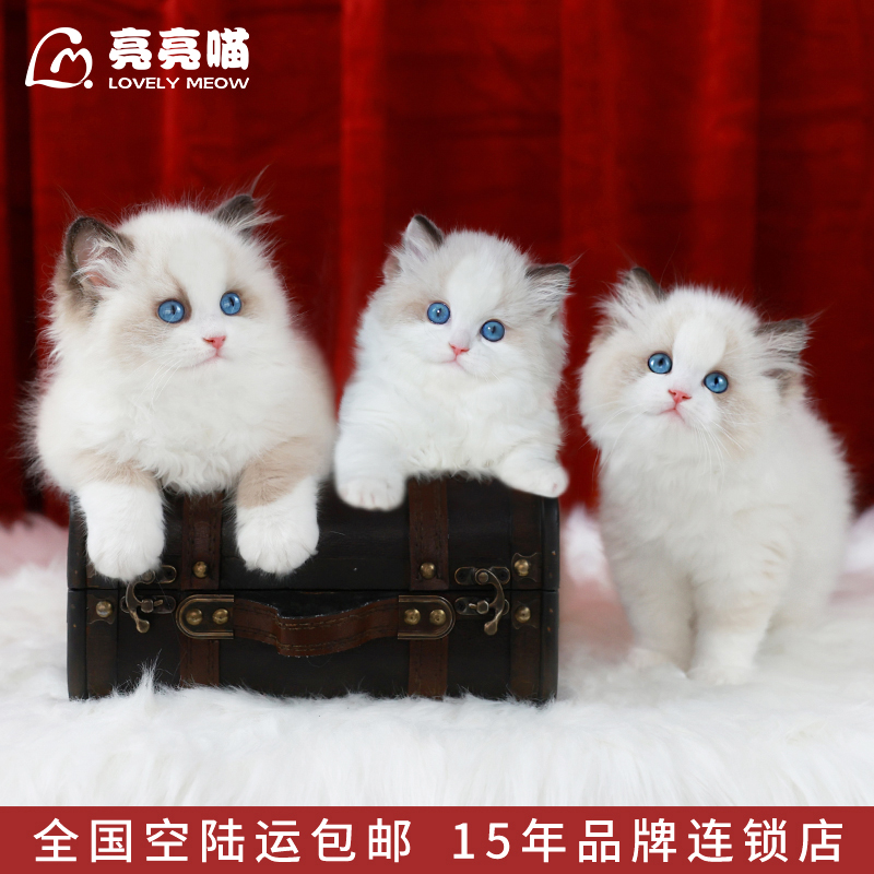 亮亮喵纯种幼猫海蓝双长毛布偶猫