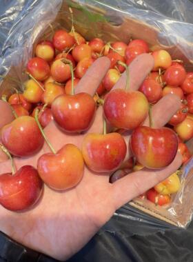 现货新鲜水果智利雷尼尔黄金车厘子黄樱桃2斤礼盒3J大果 顺丰包邮