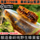 土蜂土蜂蜜纯正天然野生蜂巢蜜嚼着吃蜂蜜老蜂巢蜜蜂窝丰巢蜜蜂巢