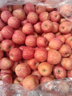 烟台栖霞薄皮条纹红富士苹果脆甜新鲜五斤整箱产地直销包邮