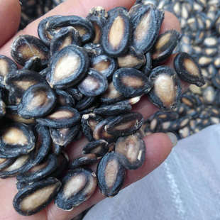 2025新货 生西瓜子 生西瓜籽 中大板瓜子黑西瓜子