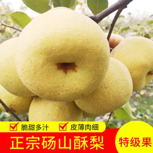 正宗砀山酥梨当季新鲜水果
