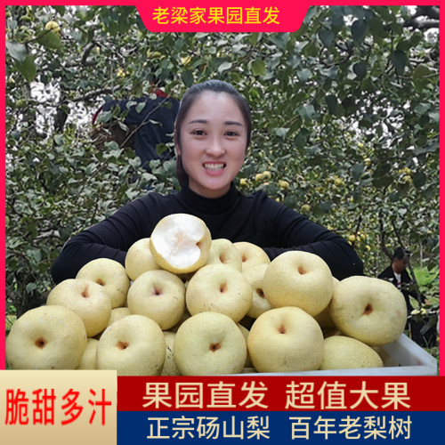 砀山梨个大饱满酥脆多汁