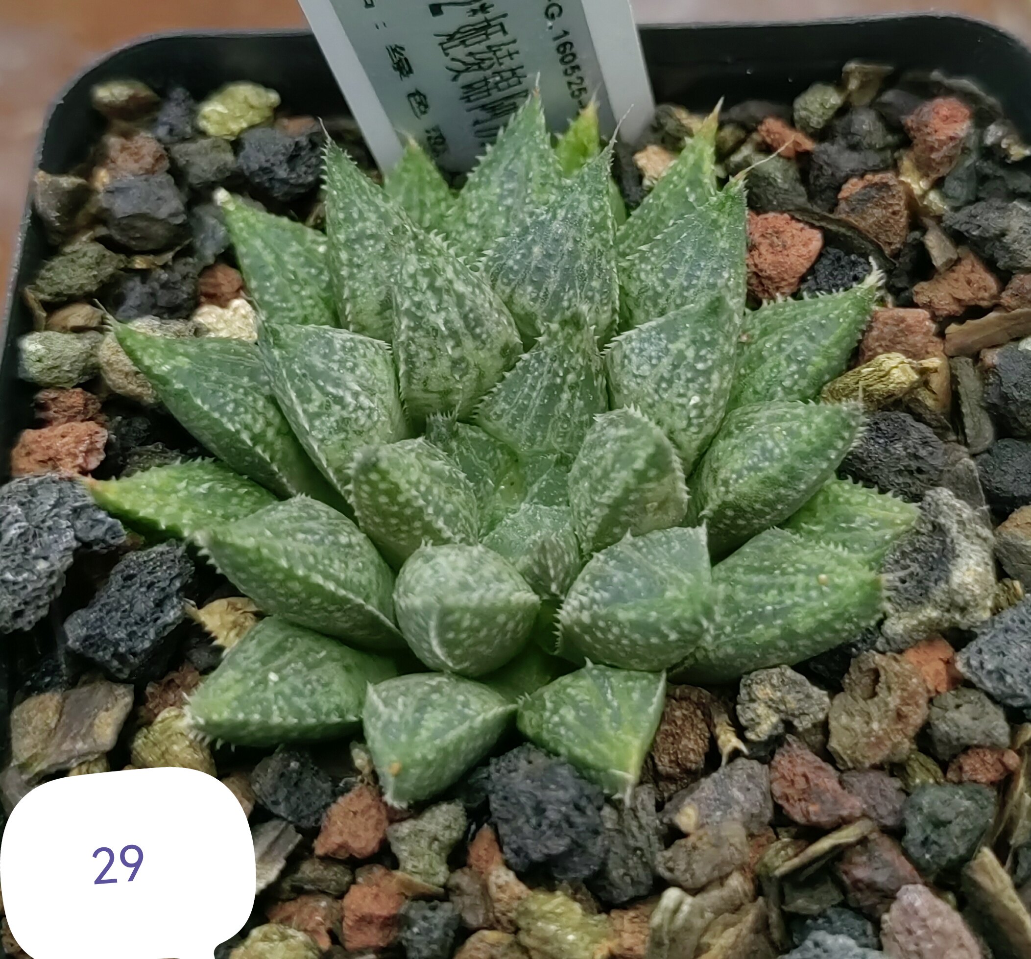 杂交寿实生株，冠径5cm，上架日期，2026年2月26日7