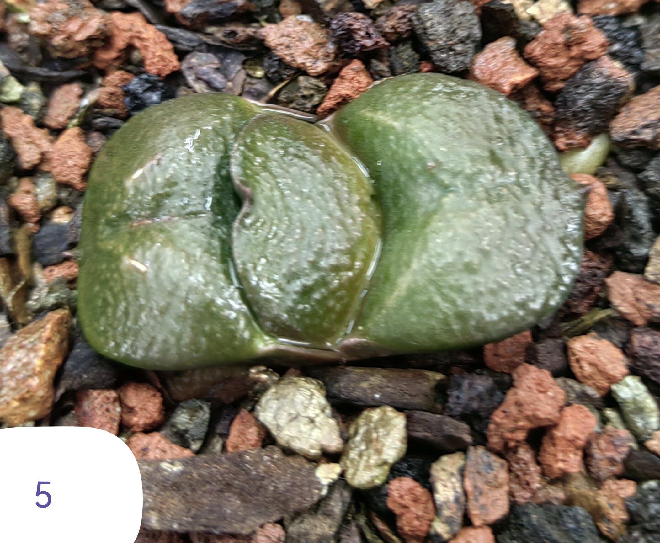 大疣卧牛实生，冠径5cm，叶宽2.5cm，上架日期，2026年2月26日。