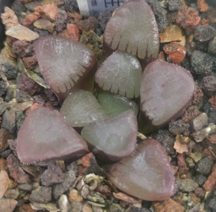 史卜寿实生，冠径5.5cm。