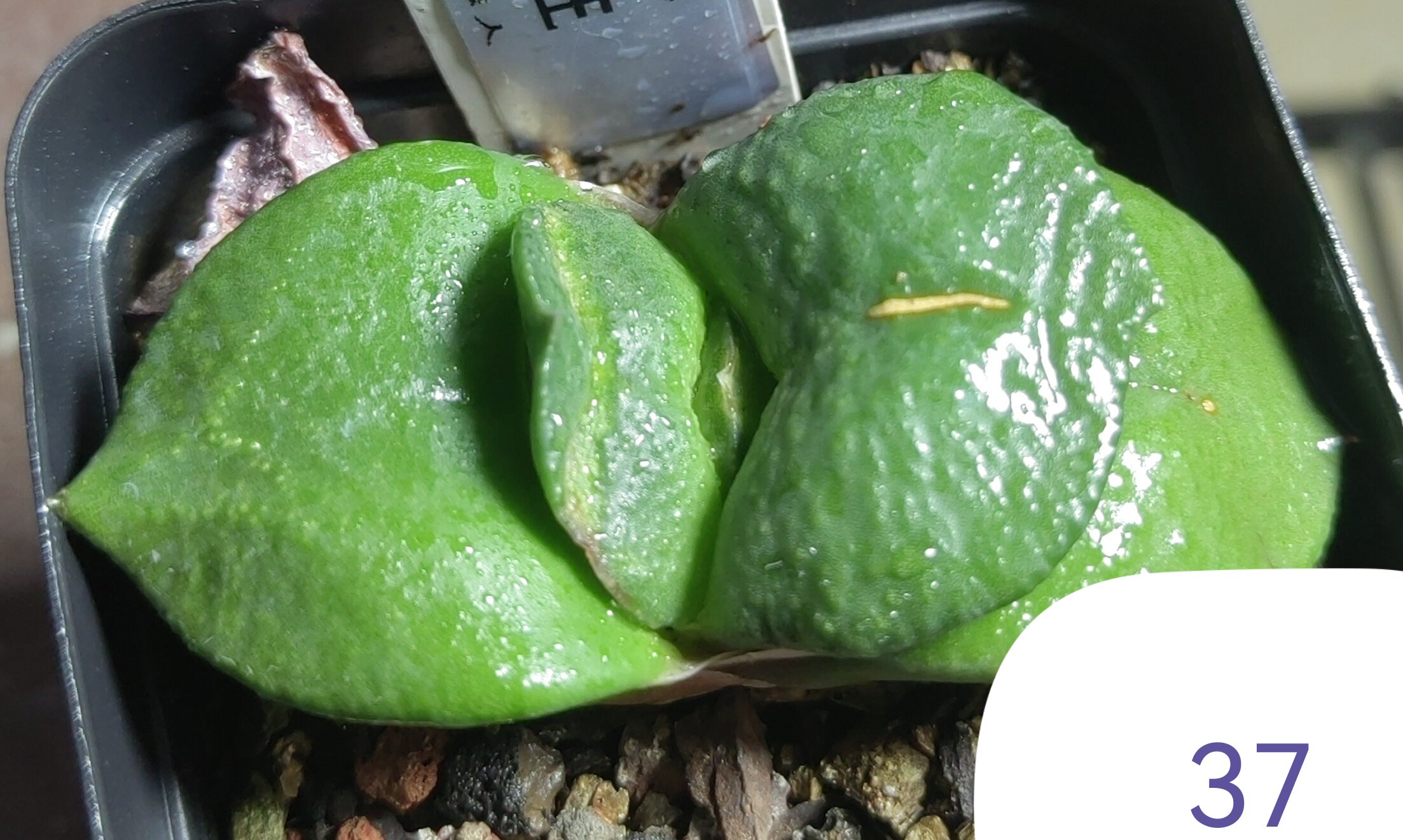 大疣卧牛实生株，冠径7cm，叶多肉植物