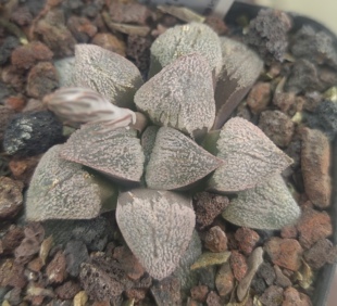 磨面寿实生，冠径4.5cm。