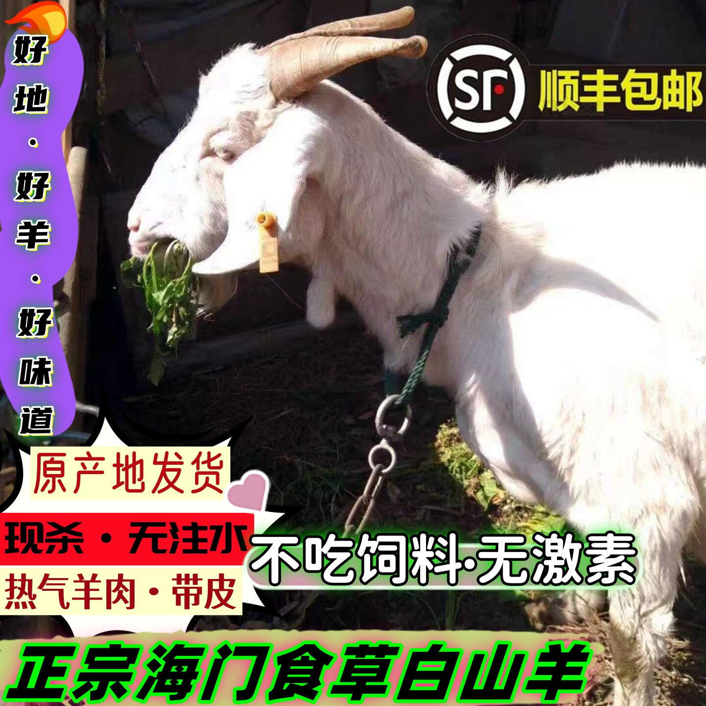 海门特产热气白山羊新鲜食草山羊肉连皮带骨羊前后腿羊排现杀包邮
