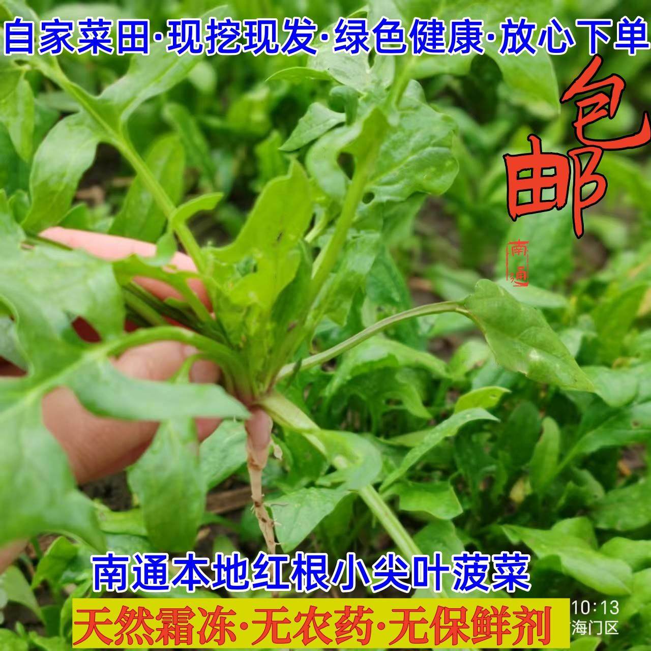 南通本地老品种小菠菜新鲜蔬菜农家自种红根小尖叶菠菜霜冻叶菜类,水产肉类/新鲜蔬果/熟食,叶菜类,淘宝优惠券,粉丝福利购,淘宝优惠卷