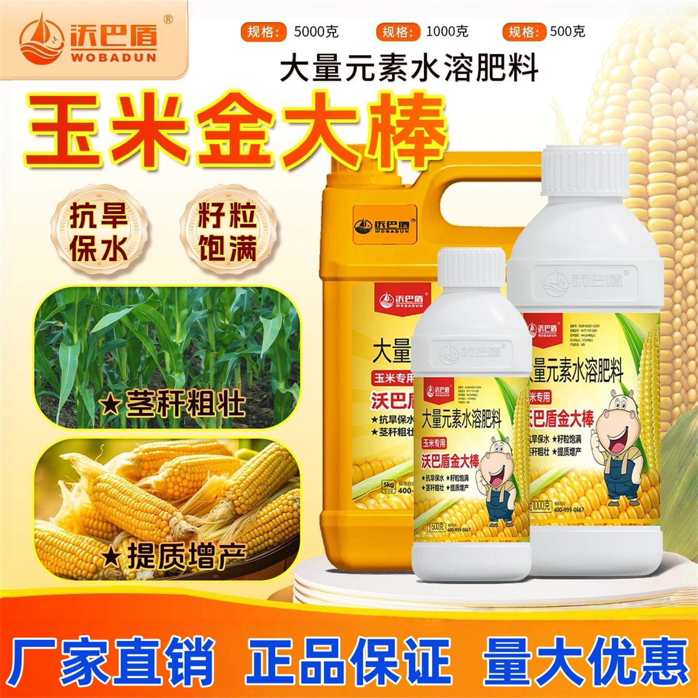 沃巴盾玉米金大棒促根抗病茎秆粗壮棒大粒饱促早熟抗倒伏玉米专用