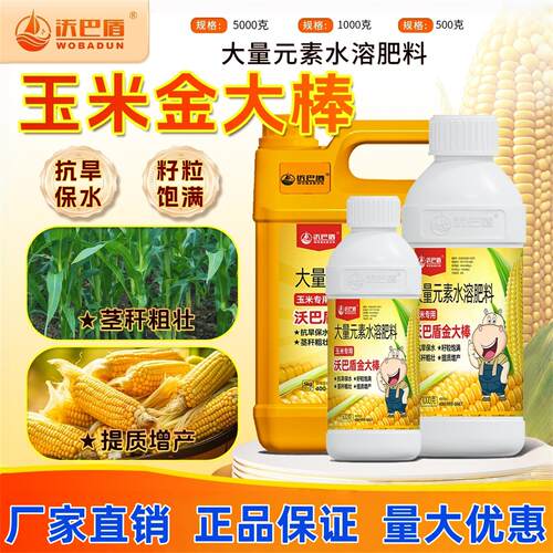 沃巴盾玉米金大棒秆粗壮棒大粒饱