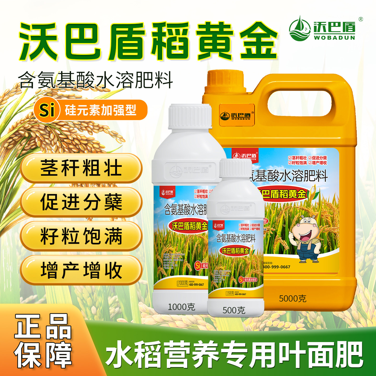 沃巴盾稻黄金水稻高产叶面肥茎秆粗壮促分蘖抗病抗倒伏籽粒饱满