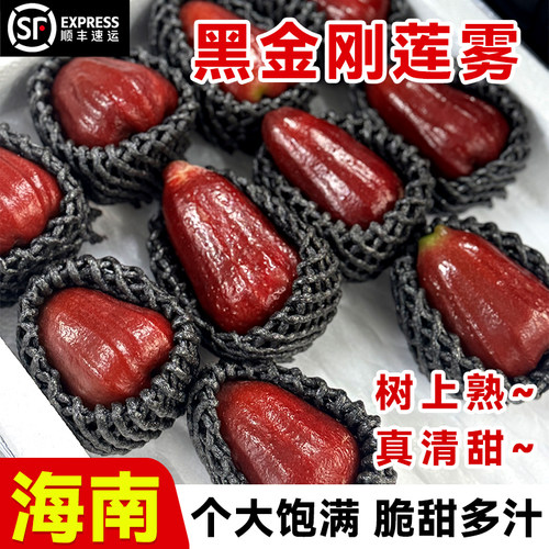 正宗海南黑金刚莲雾4斤当季新鲜现摘水果大连雾脆甜整箱顺丰包邮