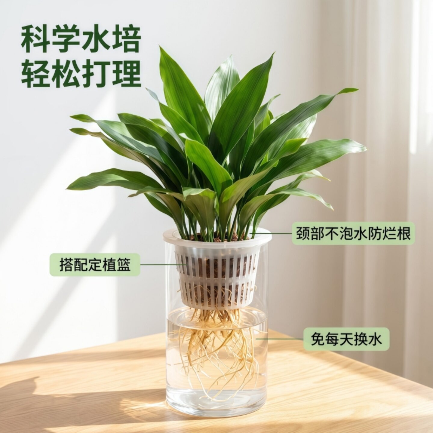 一叶兰整丛水培土培好养绿植花卉